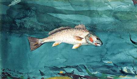 Channel Bass painting, a Winslow homer paintings reproduction, we never sell Channel Bass poster