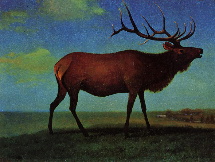 Oil Painting Reproduction of Bierstadt - Elk