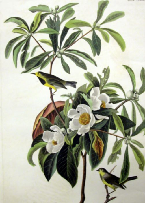 Audubon Reproductions - Franklinia alatamaha