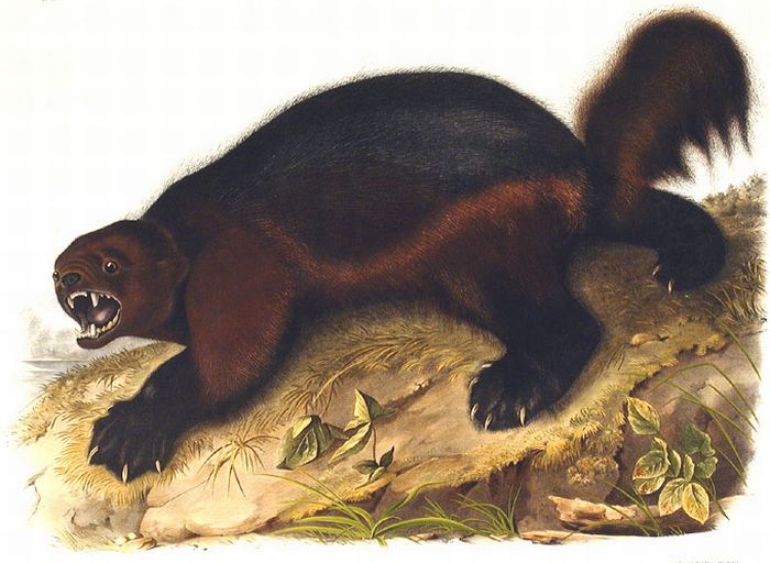 Audubon Reproductions - The Viviparous Quadrupeds of North America