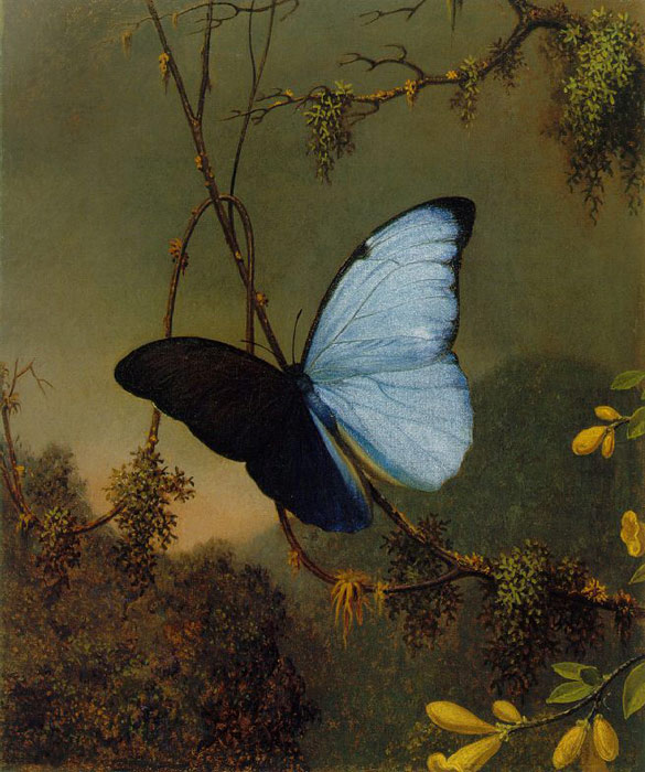 Oil Painting Reproduction of Heade- Blue Morpho Butterfly