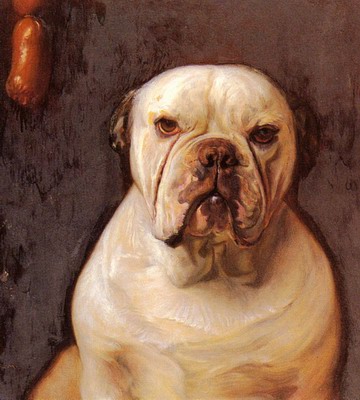 A Bulldog