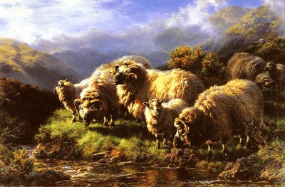 Morning, sheep grazing in a highland landscape