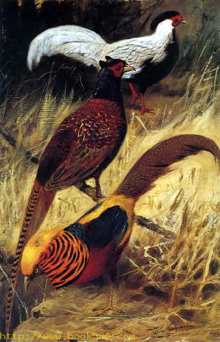 Pheasants