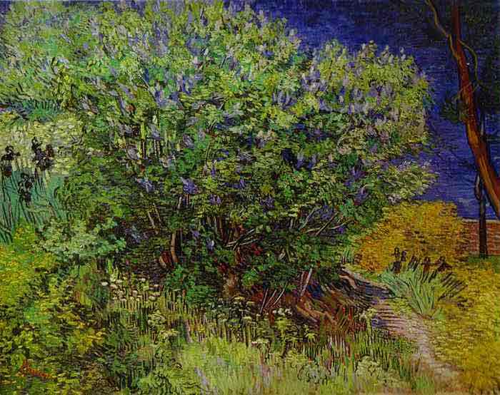 Lilac Bush. May 1889