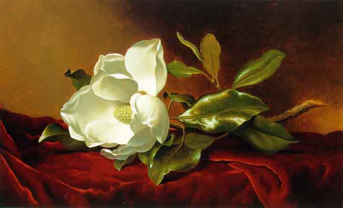 Oil painting for sale:Single Magnolia on Red Velvet, c.1885-1895