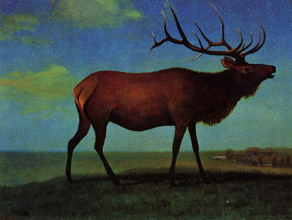 Elk