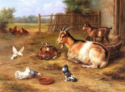 A farmyard Scene With Goats, Chickens, Doves