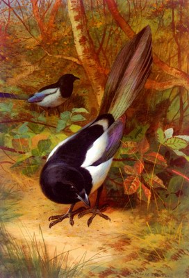 Magpies