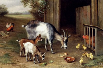 Goats And Poultry