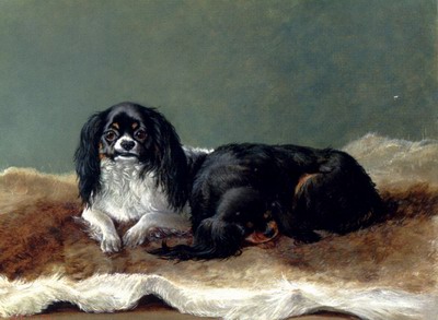 Two King Charles Spaniels