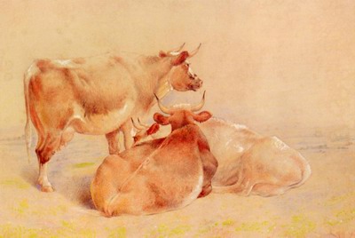 Cattle Resting