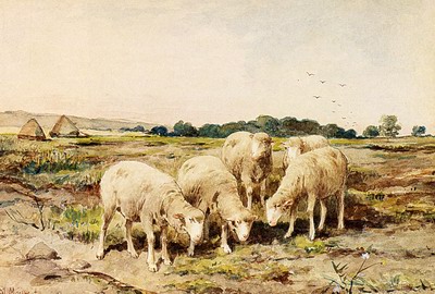 Grazing Sheep