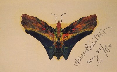 Butterfly,second version