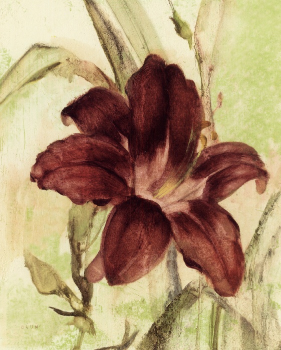 Burgundy Day Lily