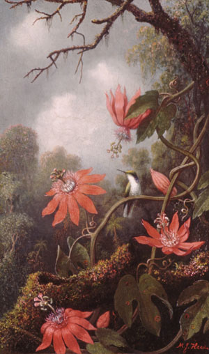 Hummingbird and Passionflowers