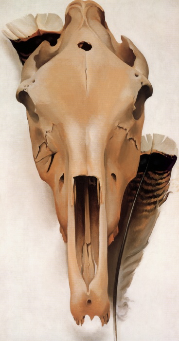 Mule Skull and Turkey Feathers