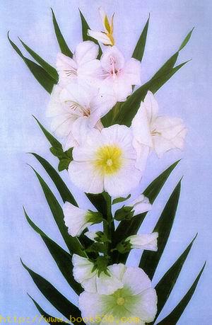 White Hollyhocks from my Garden, before 1947