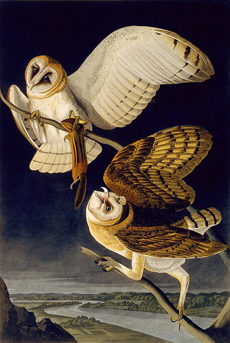 Barn Owl, 1833