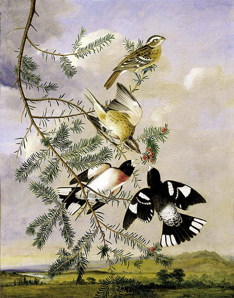 Rose Breasted Grosbeak, 1806