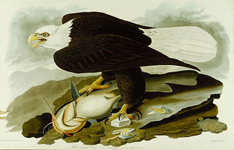 The Bald Headed Eagle from Birds Of America, c.1827/30