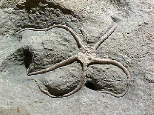 Palaeocoma egertoni