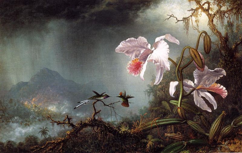 Two Fighting Hummingbirds with Two Orchids