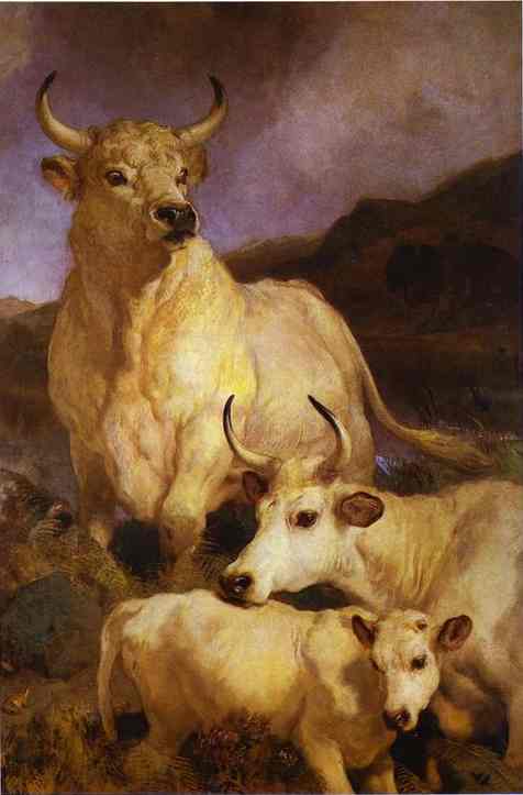 Wild Cattle Of Chillingham