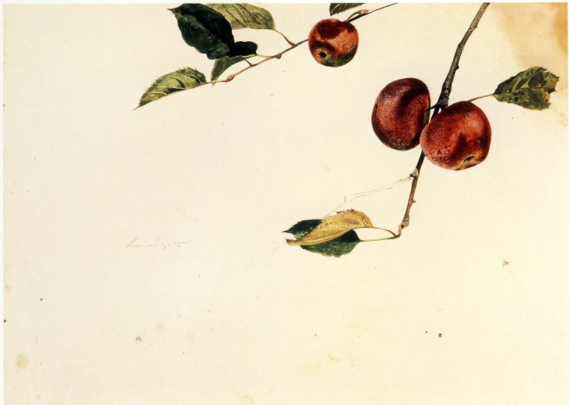 Apples on a Bough, Study Before Picking