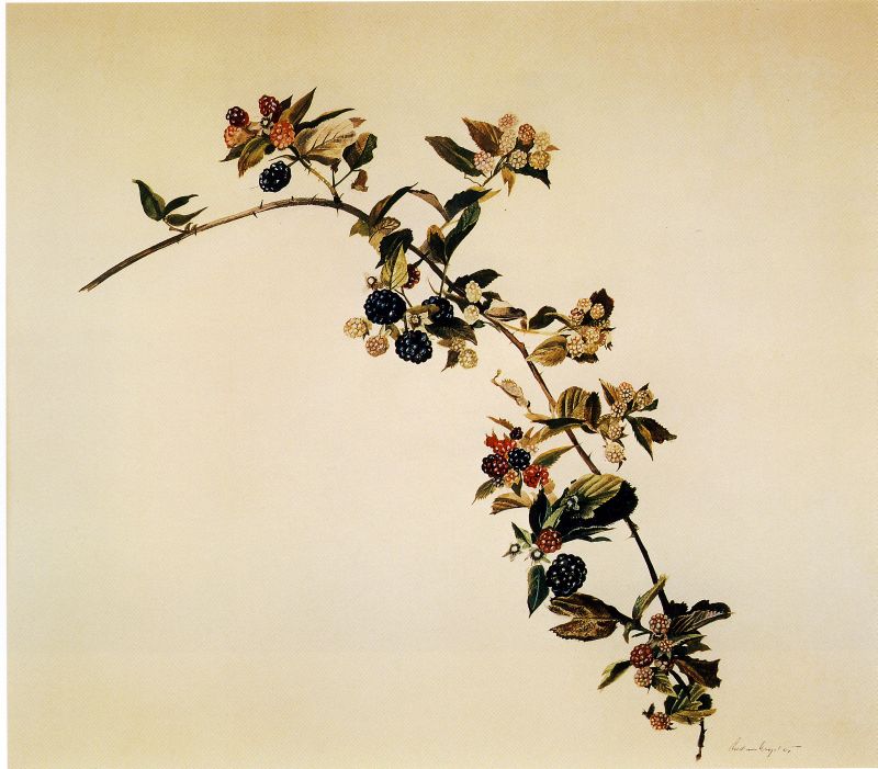 Blackberry Branch, Study for Blackberry Picker