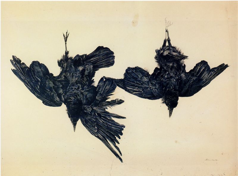 Crows, Study for Woodshed