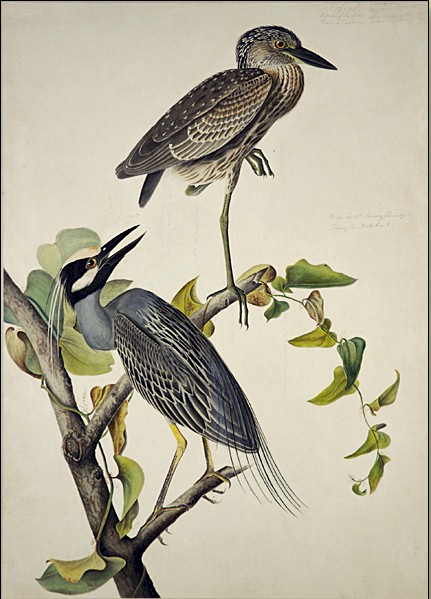 Yellow Crowned Heron