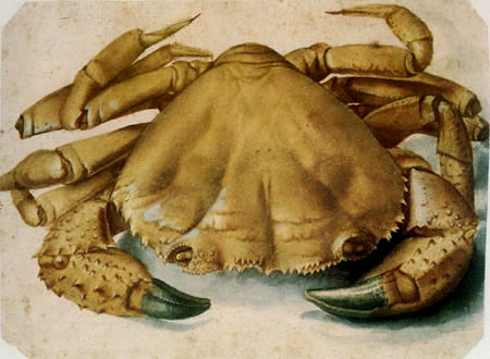 A Crab