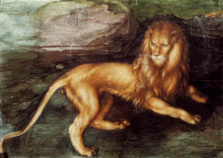 A Lion