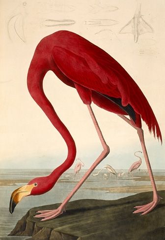 American Flamingo