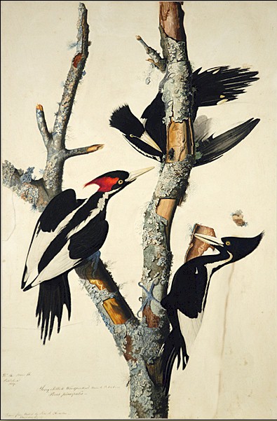 Ivory Billed Woodpecker