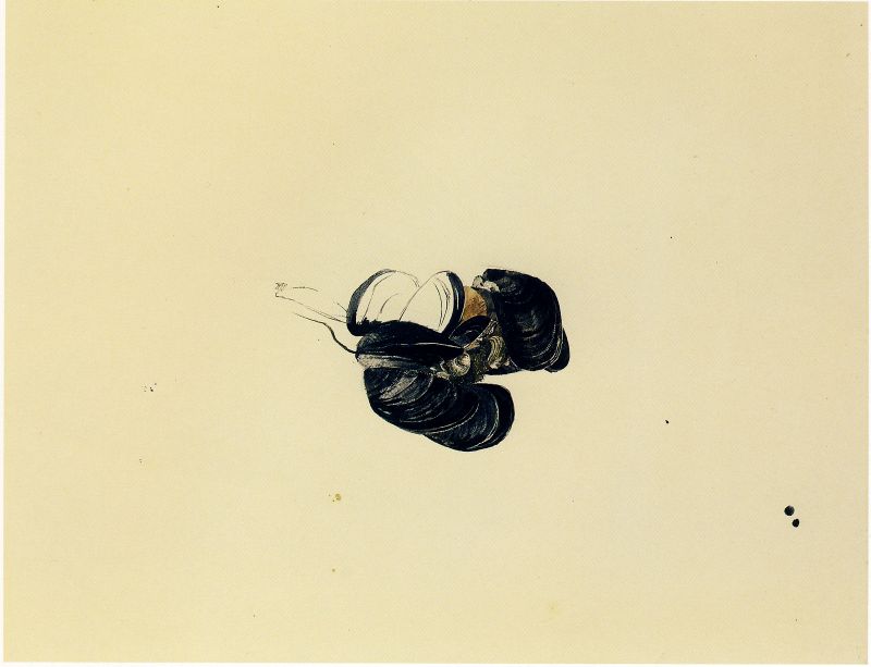 Mussels, Study for Little Caldwell&#39;s Island