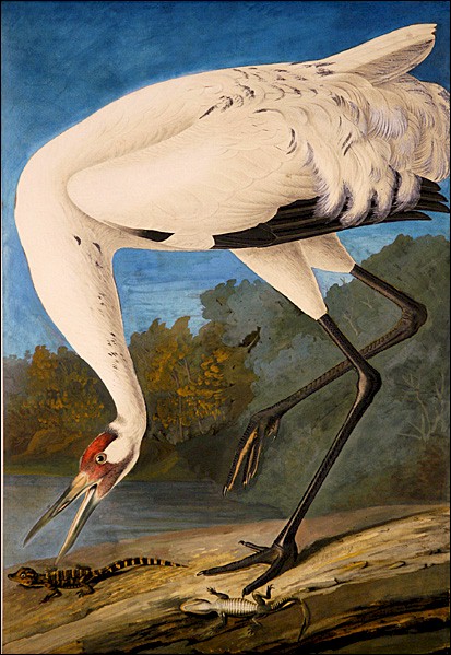 Whooping Crane