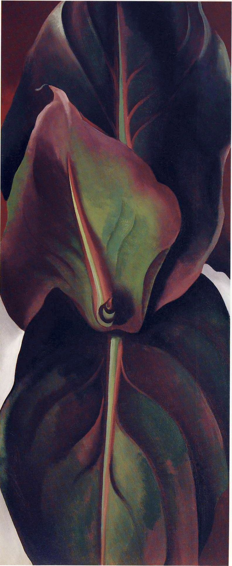 Canna Leaves