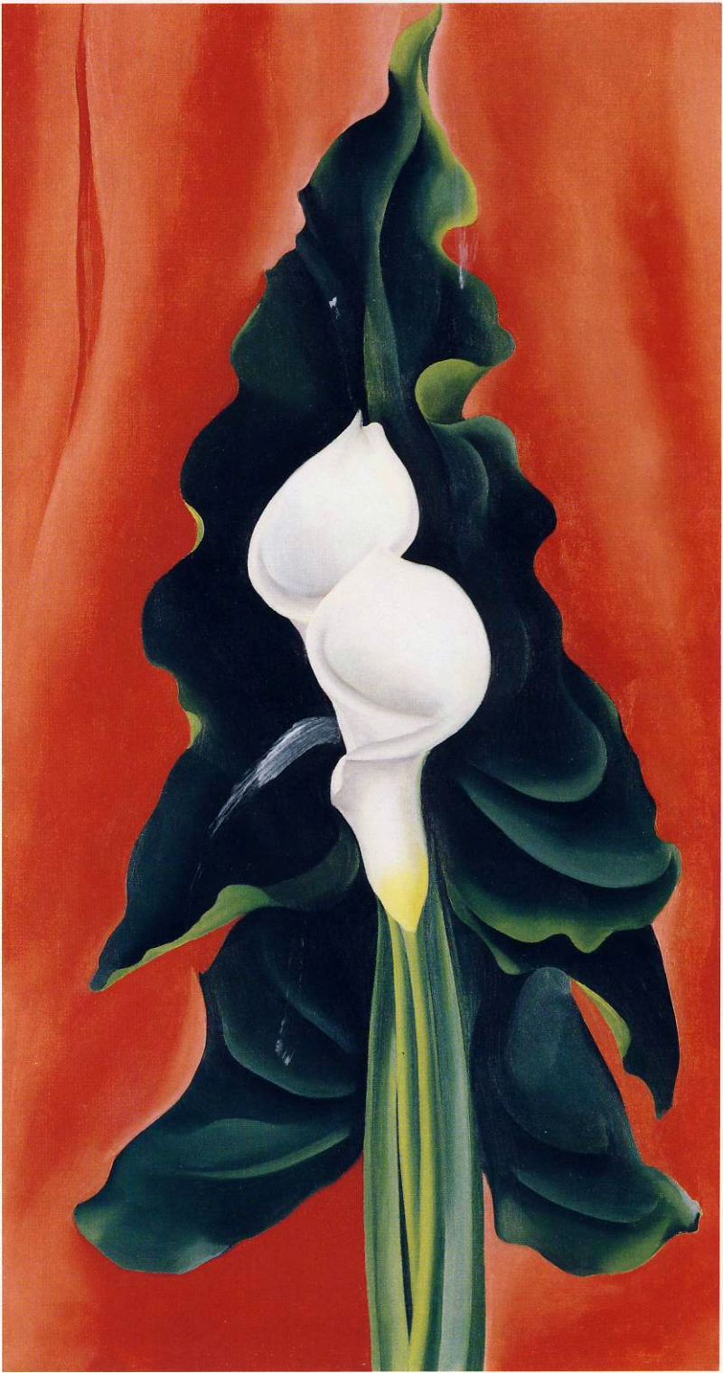 White Calla Lily with Red Background