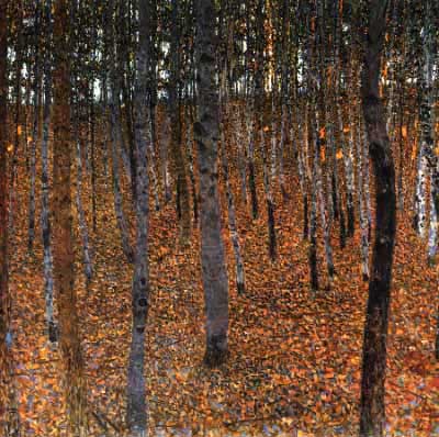 Forest of Birch Trees