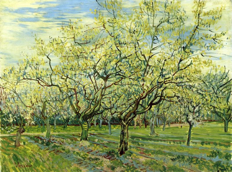 Orchard with Blossoming Plum Trees