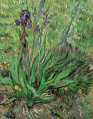 Vincent van Gogh The Iris St. Remy