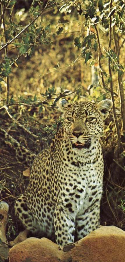 Misstanksamt and furiost am guarding leoparden sits loot