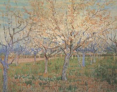 Orchard with Blossoming Apricot Trees (nn04)_