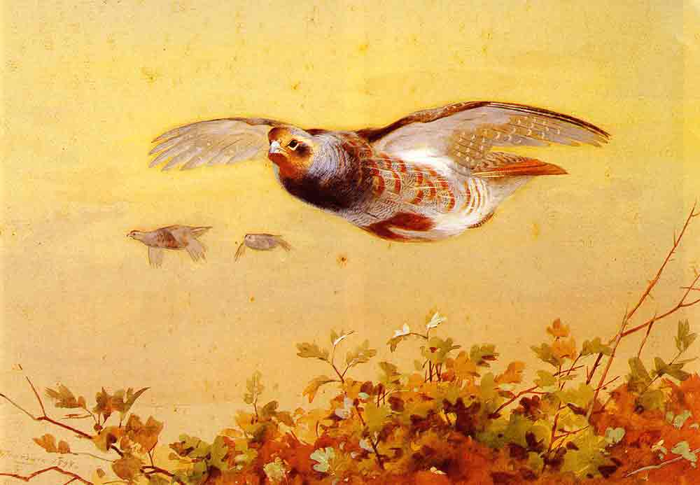 English Partridge in Flight