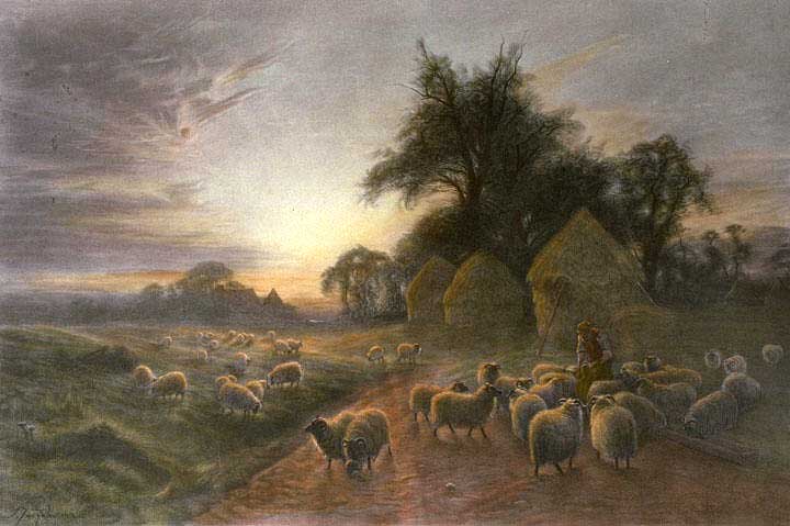 Sheep Feeding