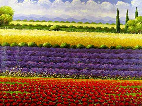 Lavender Field