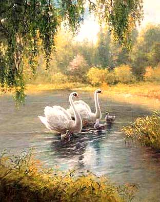 Swans