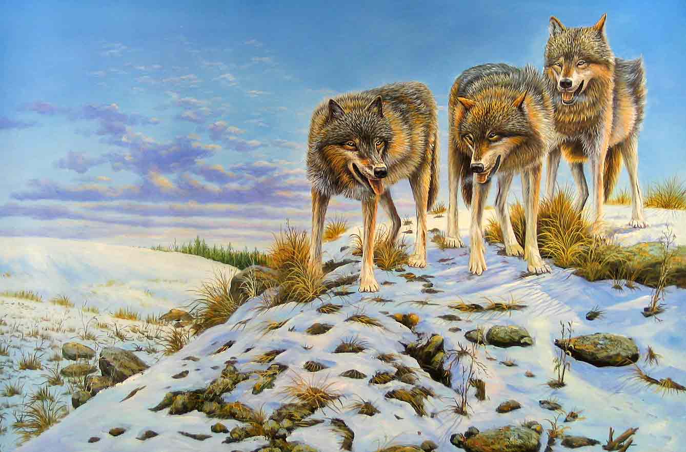 Wolves in Snow